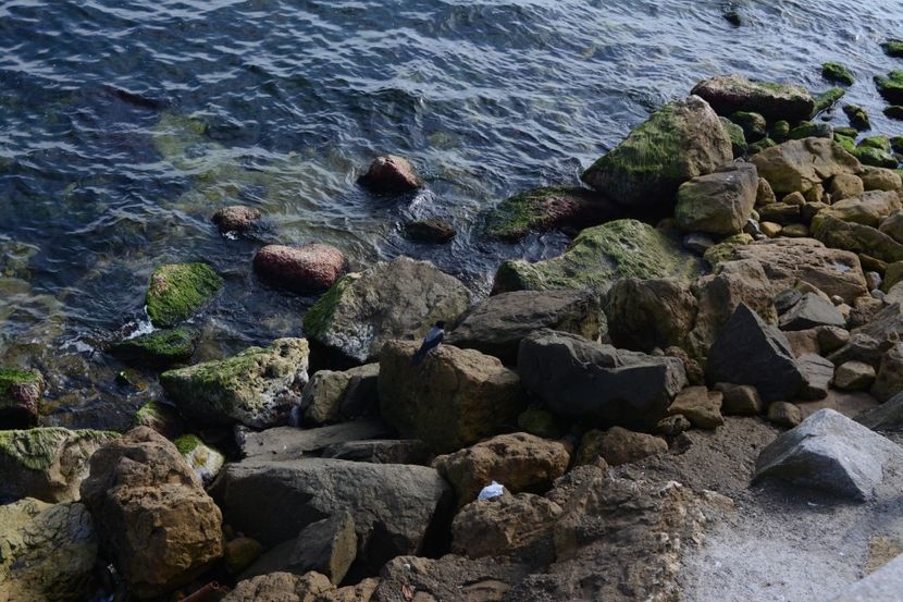  - 2019 18 20 octombrie 2019 CONSTANTA VIV