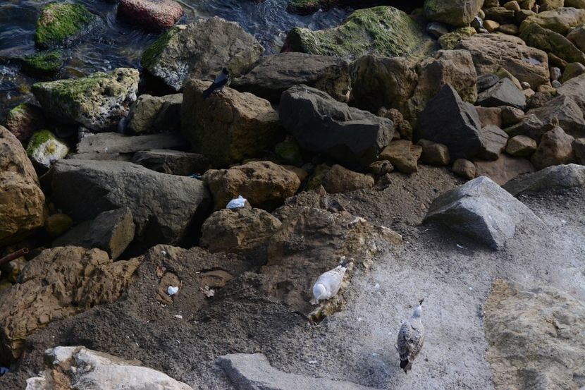  - 2019 18 20 octombrie 2019 CONSTANTA VIV