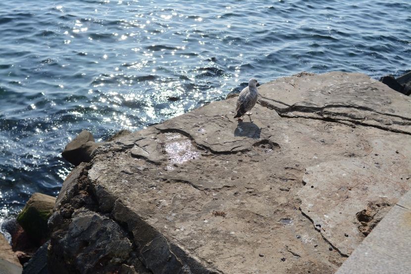  - 2019 18 20 octombrie 2019 CONSTANTA VIV