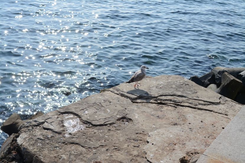  - 2019 18 20 octombrie 2019 CONSTANTA VIV