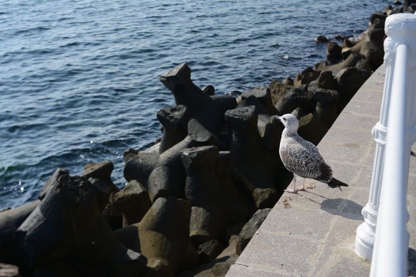  - 2019 18 20 octombrie 2019 CONSTANTA VIV