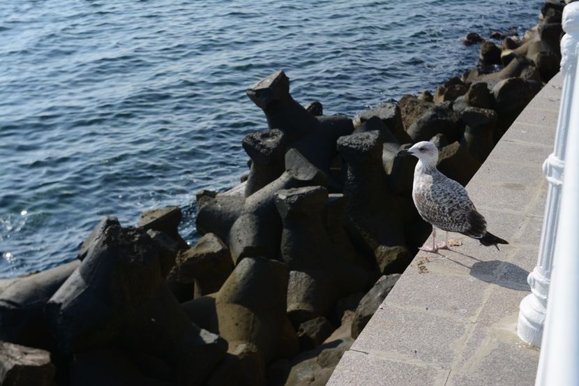  - 2019 18 20 octombrie 2019 CONSTANTA VIV