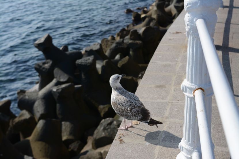  - 2019 18 20 octombrie 2019 CONSTANTA VIV