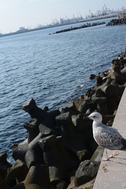  - 2019 18 20 octombrie 2019 CONSTANTA VIV