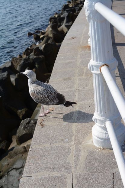  - 2019 18 20 octombrie 2019 CONSTANTA VIV