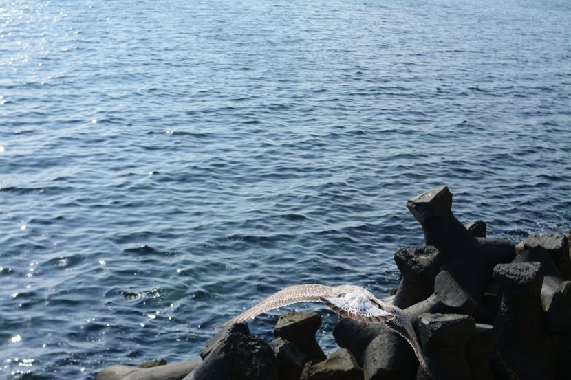  - 2019 18 20 octombrie 2019 CONSTANTA VIV