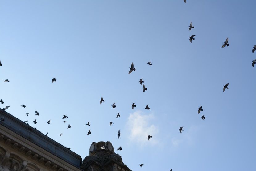  - 2019 18 20 octombrie 2019 CONSTANTA VIV