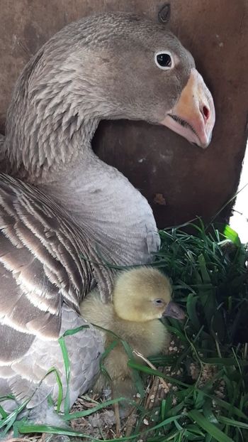 Baby Tula goose - B7 - Gâște Tula - Tula geese Tula Ganse