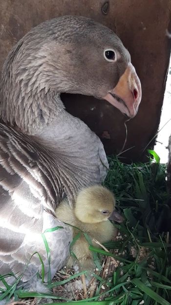 Boboc de gasca Tula - Gaste Tula 2021 - Tula geese Tula kampfganse Tula oie