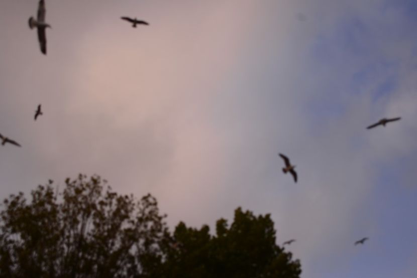  - 2019 18 20 octombrie 2019 CONSTANTA LO