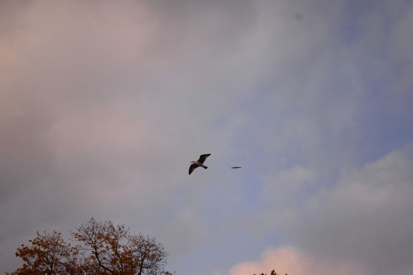  - 2019 18 20 octombrie 2019 CONSTANTA LO