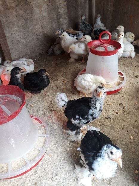  - Pui de găină 2020