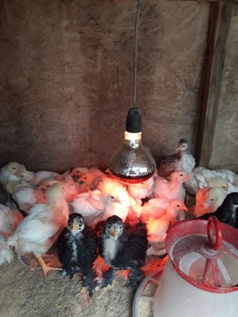  - Pui de găină 2020