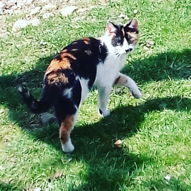 ❤❤Leona❤❤ Acum a crescut mare scumpa de ea ❤❤ - Fotografii