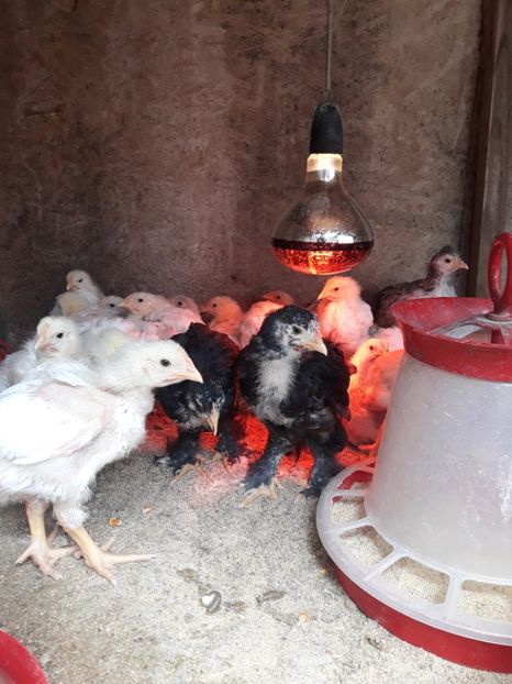  - Pui de găină 2020