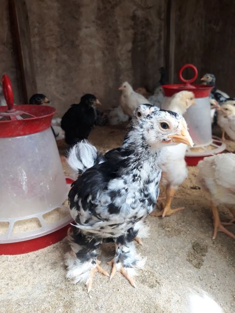  - Pui de găină 2020