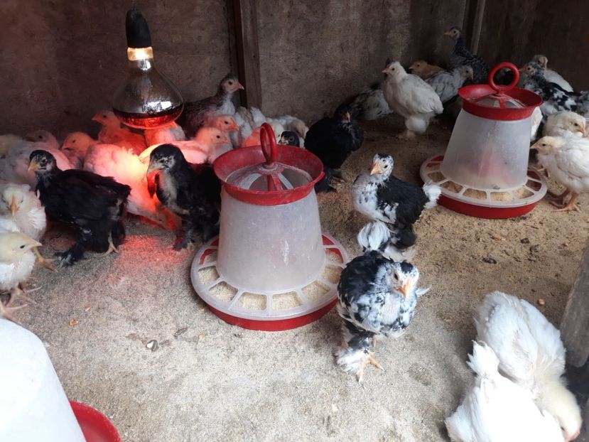  - Pui de găină 2020