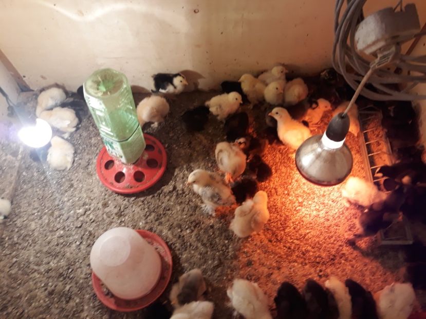  - Pui de găină 2020