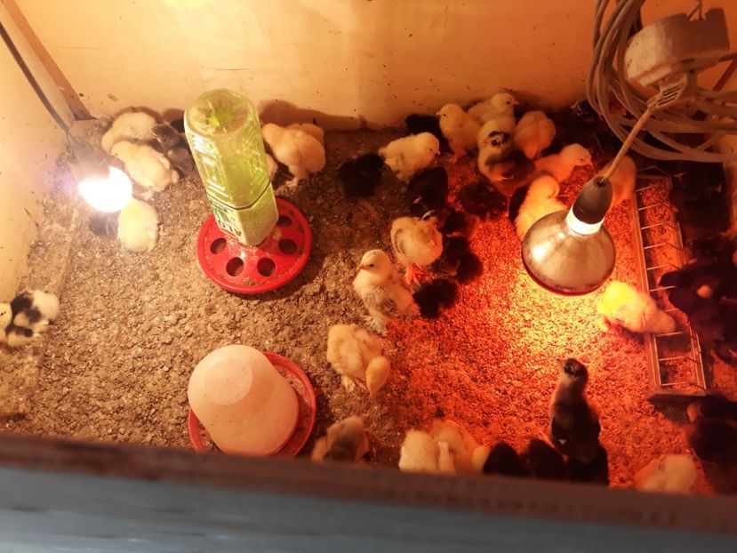  - Pui de găină 2020