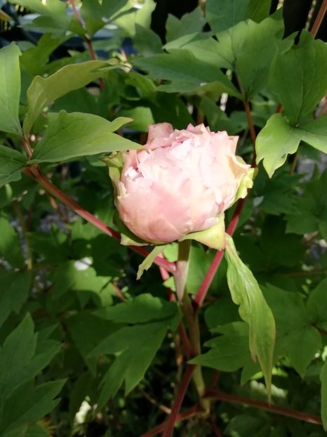 Xue Ying Tao Hua - Bujori