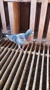 temp2 - De vanzare voiajori 2020