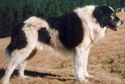 Botosu de Humor; Proprietar Ghuita Stefan Dorin
