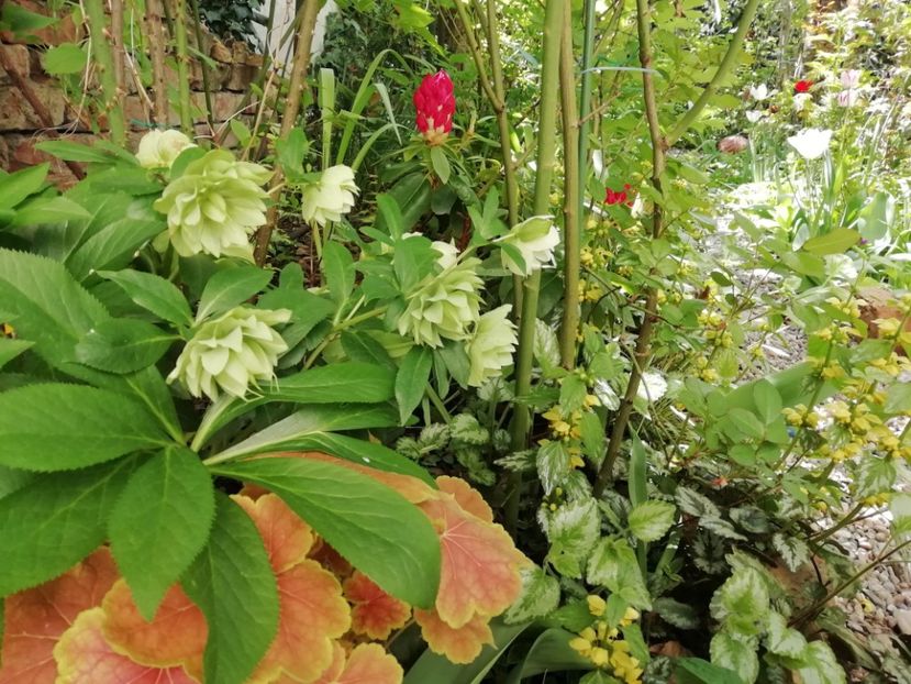 20.04.2020 - Rhododendron