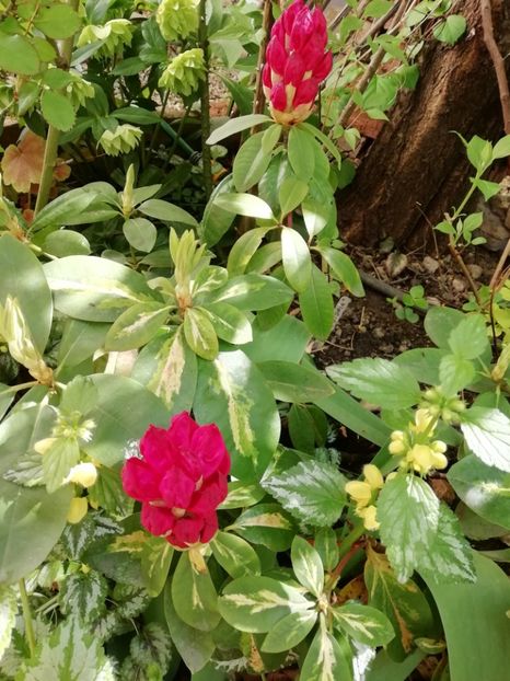 Rh. President Roosevelt - Rhododendron