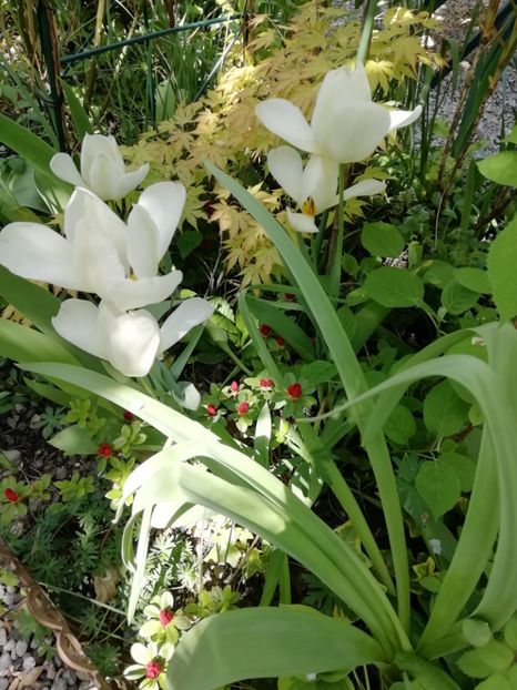 Azalee - Rhododendron