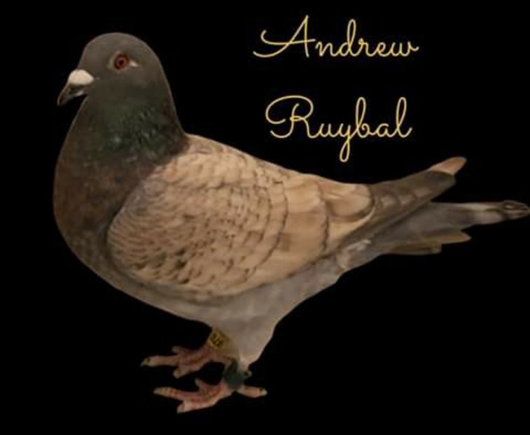  - NU AMI APARTIN 2020