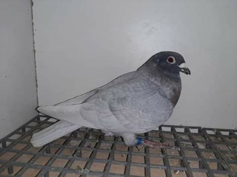  - NU AMI APARTIN 2020