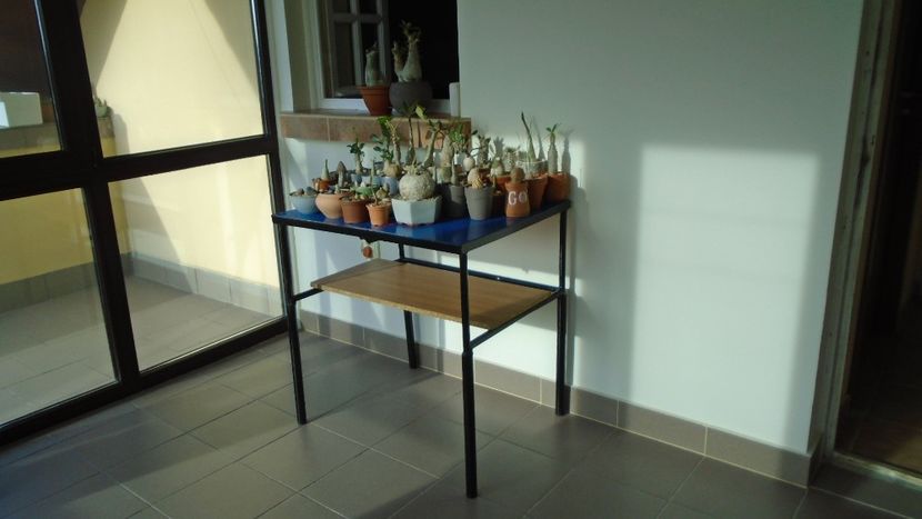 5 apr. 2020: Din casa in balconul acoperit - Caudiciforme - pachycaule si bulboase 2020