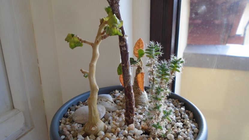 Dorstenia hildebrandtii - Caudiciforme - pachycaule si bulboase 2020