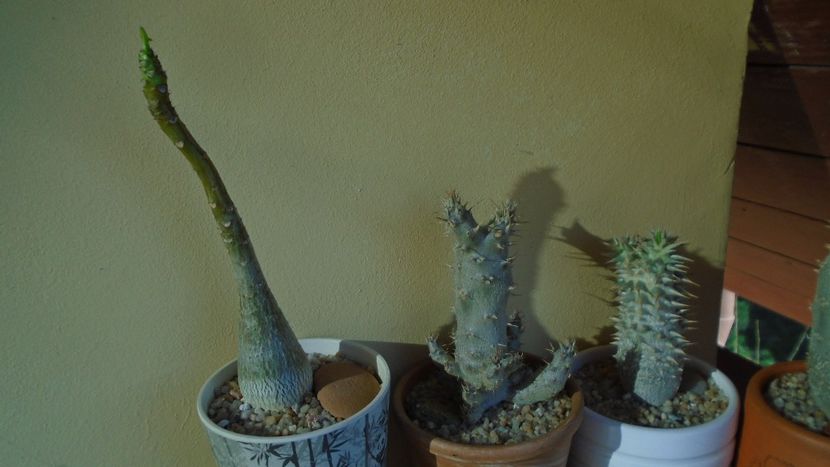 Pachypodium, inceput de vegetatie - Caudiciforme - pachycaule si bulboase 2020