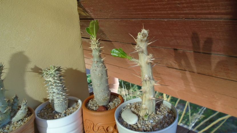 Pachypodium, inceput de vegetatie - Caudiciforme - pachycaule si bulboase 2020
