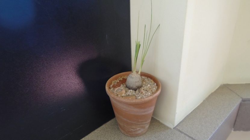 Calibanus hookeri - Caudiciforme - pachycaule si bulboase 2020