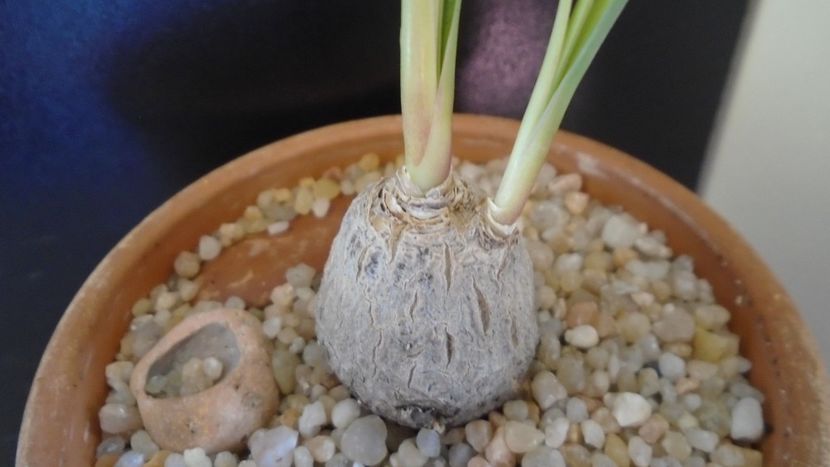 Calibanus hookeri - Caudiciforme - pachycaule si bulboase 2020