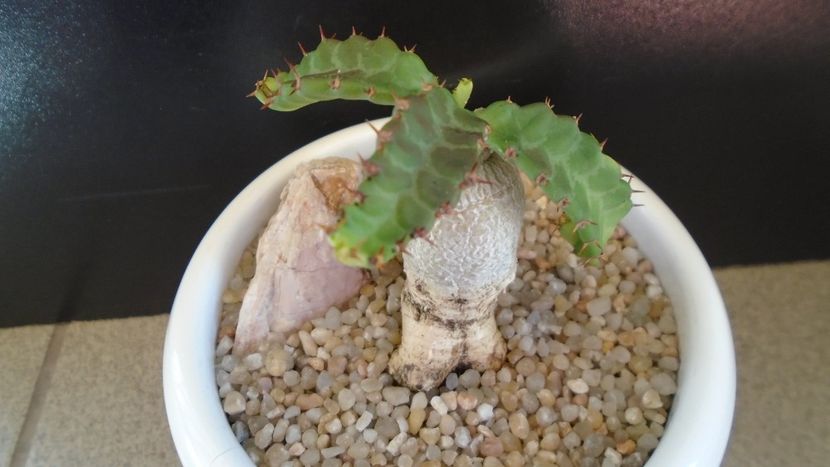 Euphorbia stellata - Caudiciforme - pachycaule si bulboase 2020