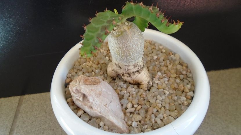 Euphorbia stellata - Caudiciforme - pachycaule si bulboase 2020
