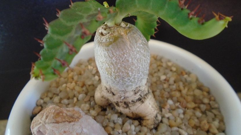 Euphorbia stellata - Caudiciforme - pachycaule si bulboase 2020