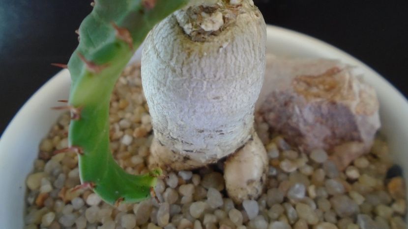Euphorbia stellata - Caudiciforme - pachycaule si bulboase 2020