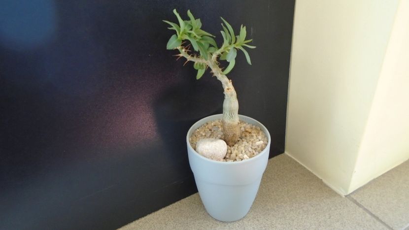 Pachypodium bispinosum - Caudiciforme - pachycaule si bulboase 2020