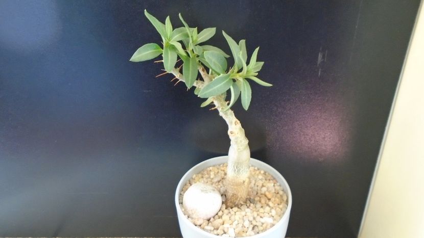 Pachypodium bispinosum - Caudiciforme - pachycaule si bulboase 2020