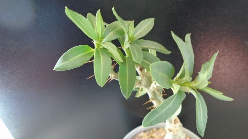 Pachypodium bispinosum - Caudiciforme - pachycaule si bulboase 2020