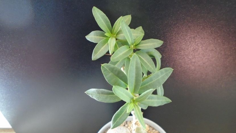 Pachypodium bispinosum - Caudiciforme - pachycaule si bulboase 2020