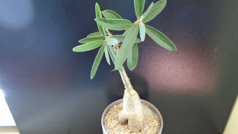 Pachypodium succulentum - Caudiciforme - pachycaule si bulboase 2020