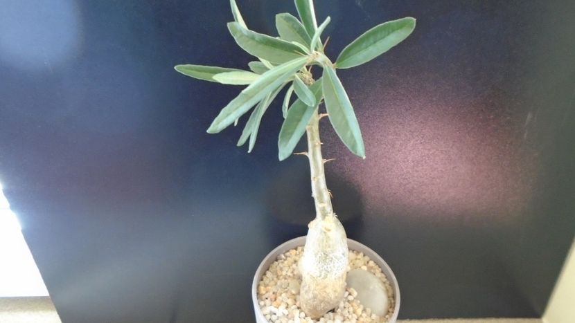 Pachypodium succulentum - Caudiciforme - pachycaule si bulboase 2020