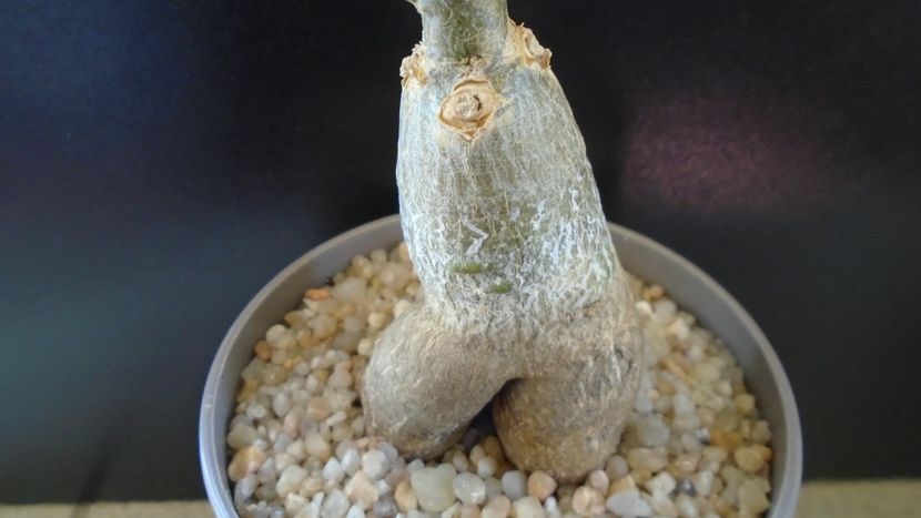 Pachypodium succulentum - Caudiciforme - pachycaule si bulboase 2020