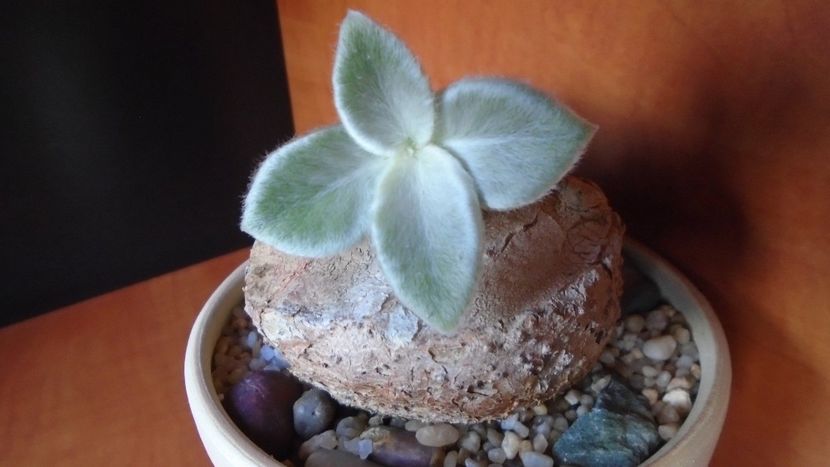 Sinningia leucotricha (canescens), inceput de vegetatie - Caudiciforme - pachycaule si bulboase 2020