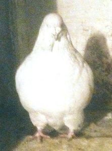  - - A - A - A - A- W A R N I N G !